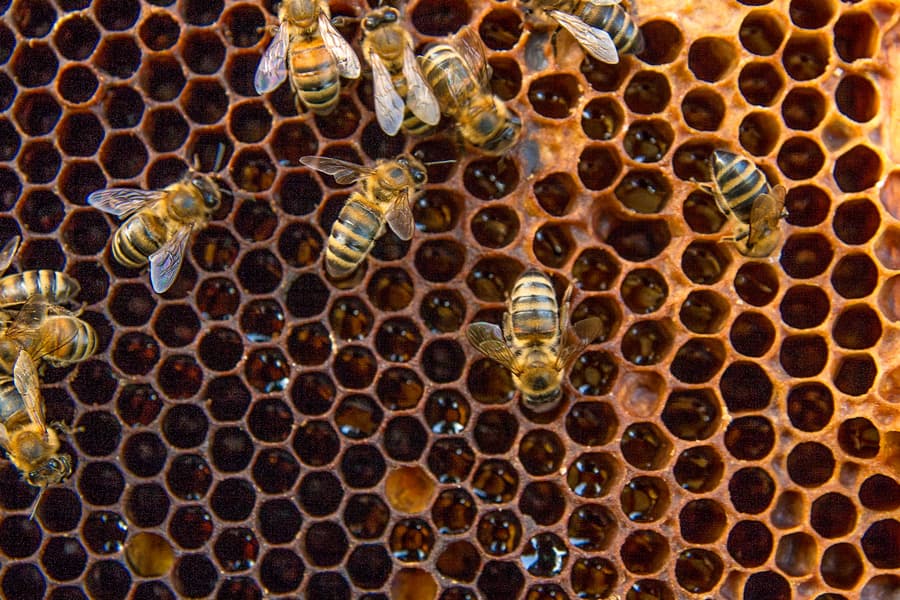 Abejas 2